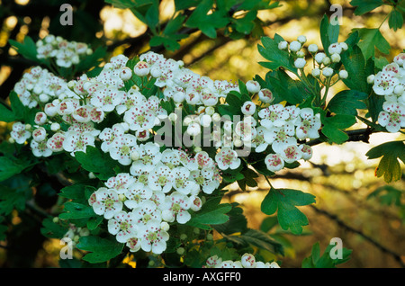 Biancospino fiore Fowlmere RSPB Riserva Naturale, Cambridgeshire, England, Regno Unito Foto Stock