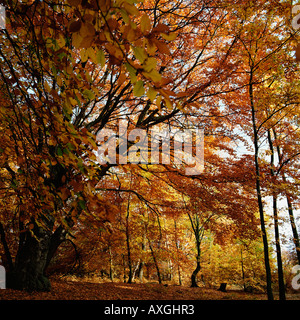 Bosco autunnale, alla Foresta di Epping Essex, Inghilterra, GB, Regno Unito Foto Stock