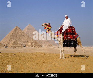 Cammello e guida davanti alle Piramidi di Giza, Cairo, Egitto, Nord Africa Foto Stock