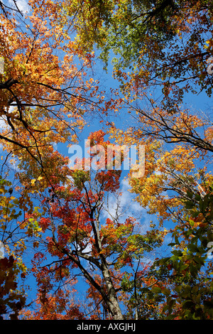 Alberi in autunno, Algonquin Park, Ontario, Canada Foto Stock