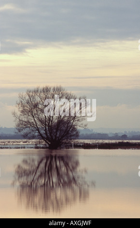 In inverno le inondazioni del Somerset livelli vicino Muchelney Foto Stock