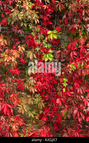 Fogliame autunnale della Virginia superriduttore Foto Stock