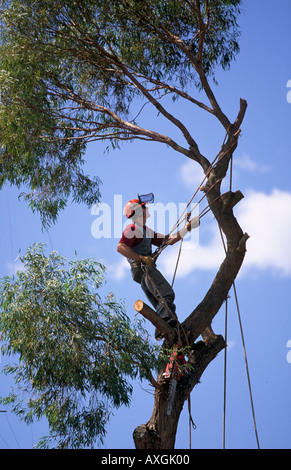 Arborist, Australia Foto Stock