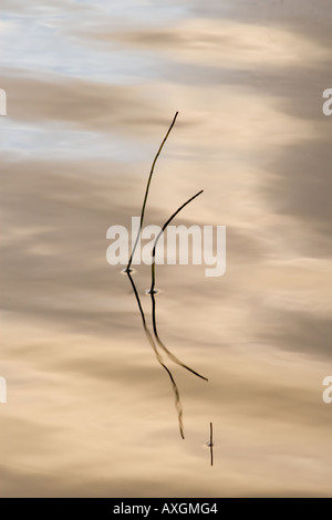 Reed riflessioni sul Rannoch Moor Foto Stock