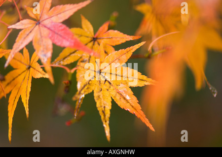 Foglie di autunno, Kyoto, Kansai, Honshu, Giappone Foto Stock