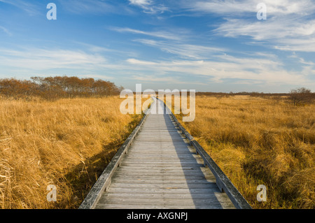 Il Boardwalk attraverso la palude di Kushiro Shitsugen National Park, Hokkaido, Giappone Foto Stock