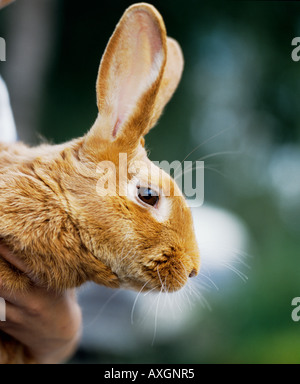 Testa di una nuova Zelanda Red Rabbit detenute da mani di uomo Foto Stock