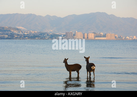 Deer in piedi nella baia di Hiroshima, Miyajima, Honshu, Giappone Foto Stock