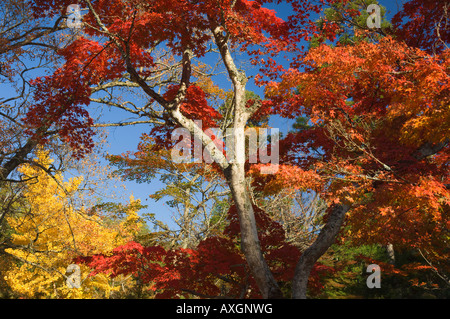 Alberi di acero in autunno, Momijidani Park, Miyajima, Honshu, Giappone Foto Stock