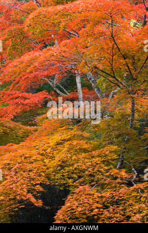 Alberi di acero in autunno, Momijidani Park, Miyajima, Honshu, Giappone Foto Stock