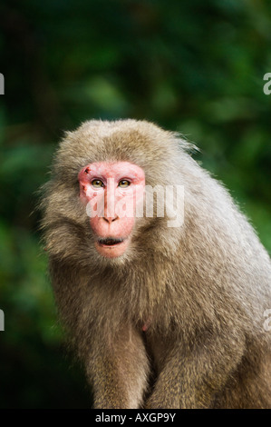 Close-Up di macaco Yakushima, Kyushu, Giappone Foto Stock