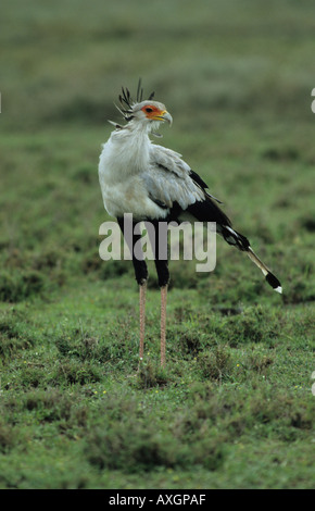 Segretario Bird Sagittario sarpentarius in piedi sul Serengeti in Tanzania Africa orientale Foto Stock