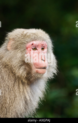 Close-Up di macaco Yakushima, Kyushu, Giappone Foto Stock