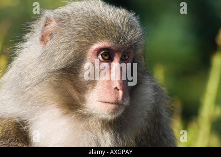 Close-Up di macaco Yakushima, Kyushu, Giappone Foto Stock