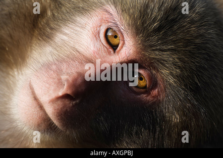 Close-Up di macaco Yakushima, Kyushu, Giappone Foto Stock