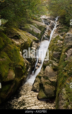 Flusso in foresta, Yakushima, Kyushu, Giappone Foto Stock