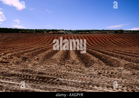 Nuovo campo arato pronto per nuove colture Foto Stock