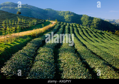 La piantagione di tè nei pressi di Mae Salong nel nord della Tailandia Foto Stock