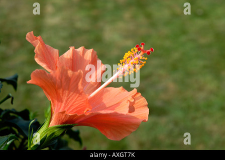 Color salmone Hibiscus sotto il sole Foto Stock