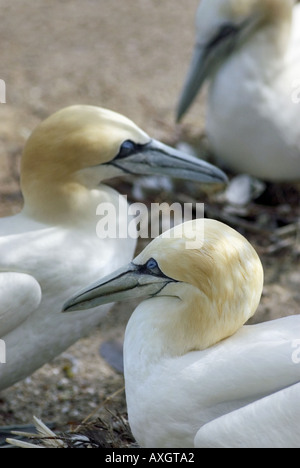 Tre le sule seduta sul nido Foto Stock