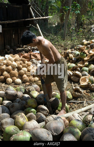 Visita turistica alla piccola noce di cocco produzione di copra Minahasa Highlands Sulawesi Utara Nord Sulawesi Indonesia Foto Stock
