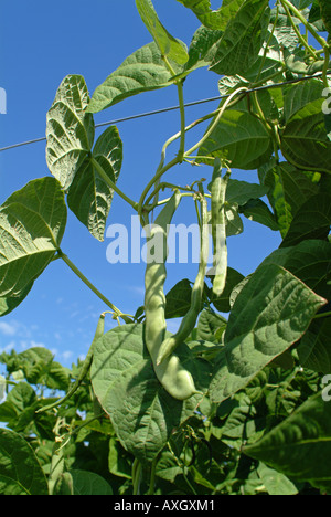 Fagioli su un campo Bohnen auf dem Feld Foto Stock