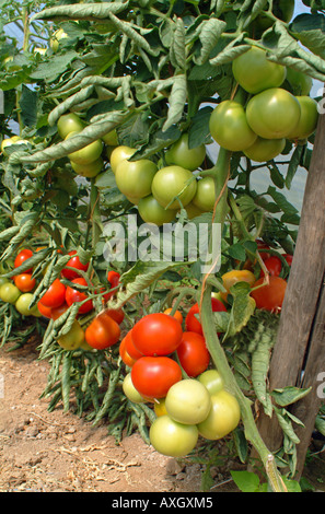 I pomodori in una serra Tomaten im Gewächshaus Foto Stock