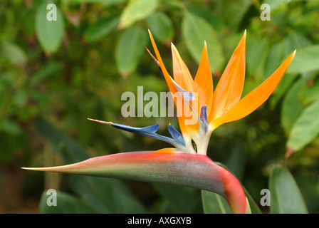 Uccello del paradiso fiore isole canarie Spagna Foto Stock