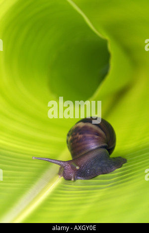 Lumaca su foglie di banana tree Foto Stock