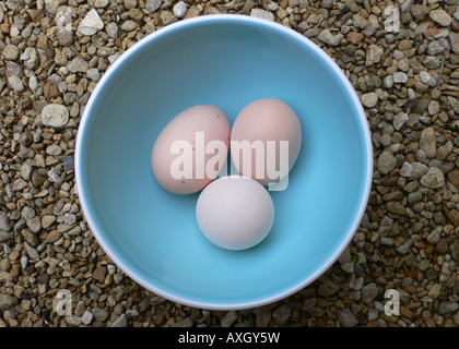Tre uova in una ciotola blu Foto Stock
