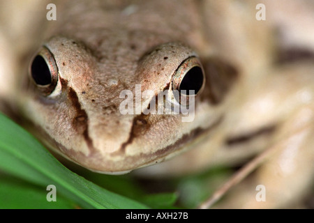 Primo piano ritratto di una rana comune (Rana temporaria). Foto Stock