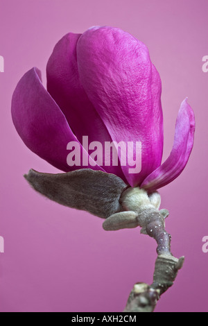 Una fioritura piattino magnolia branch ((Magnolia soulangeana x). Branche de magnolia en fleurs, photographiée en studio. Foto Stock