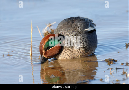 Comune maschio Teal Anas crecca dedicarmi in acqua fangosa a Minsmere RSPB REGNO UNITO Foto Stock