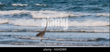 Airone blu Ardea erodiade sulla riva del mare Padre Island Corpus Christi TX del golfo degli Stati Uniti del Messico Foto Stock