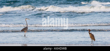 Airone blu Ardea Erodiade e garzetta rossastra sul litorale Padre Island Corpus Christi TX del golfo degli Stati Uniti del Messico Foto Stock