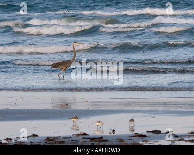 Airone blu Ardea erodiade sulla riva del mare Padre Island Corpus Christi TX del golfo degli Stati Uniti del Messico Foto Stock