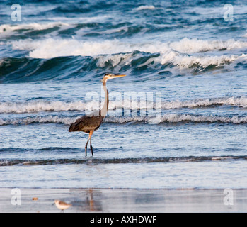 Airone blu Ardea erodiade sulla riva del mare Padre Island Corpus Christi TX del golfo degli Stati Uniti del Messico Foto Stock