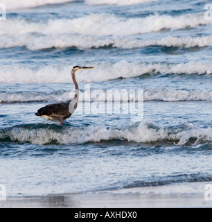 Airone blu Ardea erodiade sulla riva del mare Padre Island Corpus Christi TX del golfo degli Stati Uniti del Messico Foto Stock