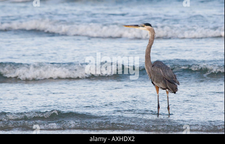 Airone blu Ardea erodiade sulla riva del mare Padre Island Corpus Christi TX del golfo degli Stati Uniti del Messico Foto Stock