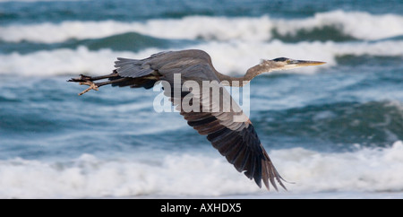 Airone blu Ardea erodiade sulla riva del mare Padre Island Corpus Christi TX del golfo degli Stati Uniti del Messico Foto Stock