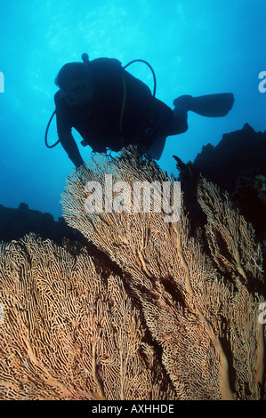 Scubadiver nuoto dietro un grande ventilatore di mare Foto Stock