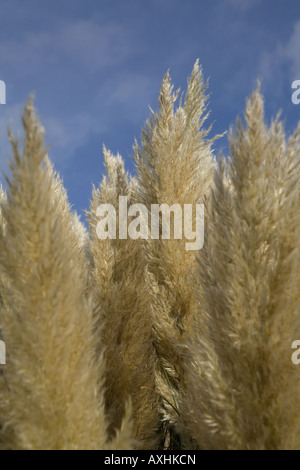 Miscanthus sinensis Foto Stock