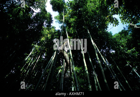 Bambù gigante foresta sul sentiero Pipiwai a Waimoku Falls pezzata luce del sole che filtra attraverso le fitte foglie Hawaii Maui USA Foto Stock