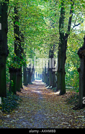 Avenue nel parco di alberi di lime Foto Stock