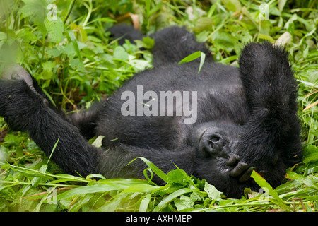 Africa Uganda Parco nazionale impenetrabile di Bwindi adulto Gorilla di Montagna gorilla Gorilla beringei appoggiata in erba alta Foto Stock