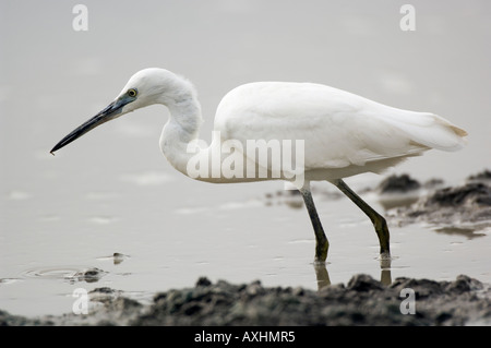 Garzetta Egretta garzetta Riserva Selous Tanzania Foto Stock