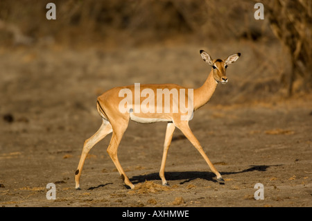 Impala Aepyceros melampus Riserva Selous Tanzania Foto Stock