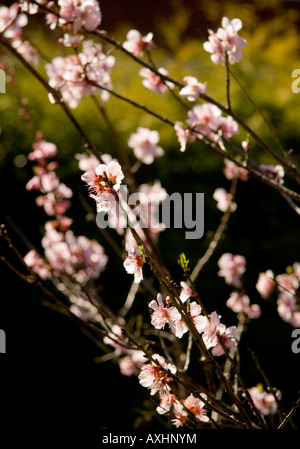 Molla di rosa fiori di mandorla amara tree Prunus dulcis Cork dado contro gli alberi del sole Foto Stock