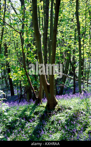 Colorate vivacemente bluebells che copre il terreno attorno a un tronco di albero in bluebell boschi Foto Stock