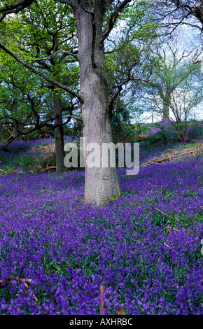 Colorate vivacemente bluebells che copre il terreno attorno a un tronco di albero in bluebell boschi Foto Stock